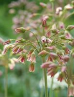 Allium Bulgaricum (Nectaroscordum Siculum)